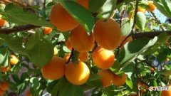 【区别】杏树与银杏树的区别有哪些？