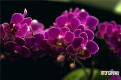 【花期】蝴蝶兰的花期养护有哪些？