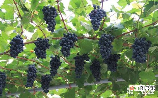 【葡萄】摩尔多瓦葡萄和夏黑葡萄哪个好？有哪些说法？