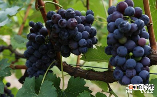 【葡萄】摩尔多瓦葡萄和夏黑葡萄哪个好？有哪些说法？