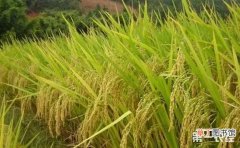【种植】海水稻种植前景如何？我国种植海水稻的优势有哪些？