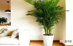【净化空气】散尾葵净化空气吗有哪些室内植物能净化空气？