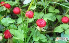 【种植方法】蛇莓可以吃吗？蛇莓的种植方法有哪些？
