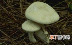 【防治】蘑菇水滴病防治技术有哪些？