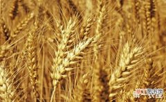 【多】小麦最高亩产量多少？亩产超1000公斤的小麦品种有哪些？