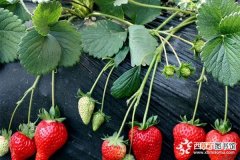 【特征】草莓形态特征有哪些？
