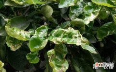 【树】柚子树常见病虫害的综合防治措施有哪些？