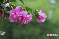 【花】木槿花养护方法介绍有哪些？