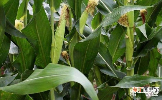 【播种】甜玉米播种期的管理技术要点有哪些？