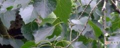 【特征】毛白杨的叶子特征有哪些？