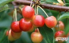 【樱桃树】夏季樱桃树的管理技术要点有哪些？