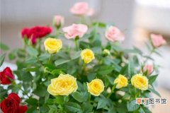 【养殖】小玫瑰花怎么养小玫瑰的养殖介绍有哪些？