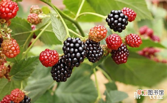【种植】黑莓有什么功效作用？黑莓的种植技术有哪些？