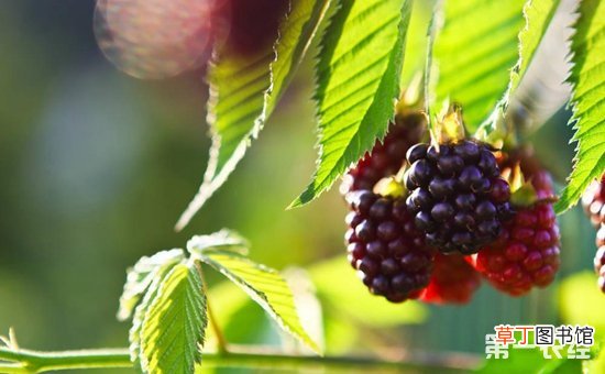【种植】黑莓有什么功效作用？黑莓的种植技术有哪些？