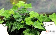 【植物】8种能够去除异味的盆栽植物介绍有哪些？