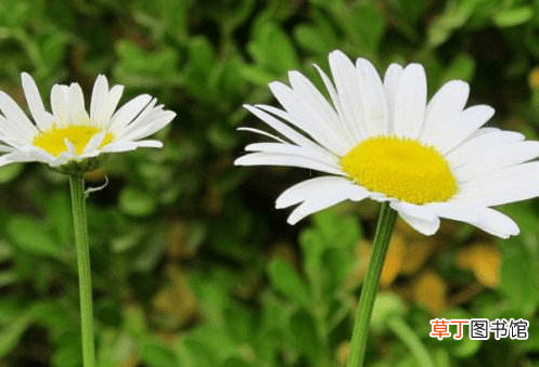 【注意事项】白晶菊什么时候开花？有哪些注意事项？