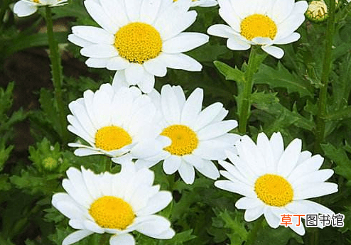 【注意事项】白晶菊什么时候开花？有哪些注意事项？