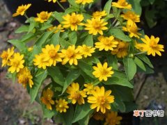 【养殖方法】黄帝菊的介绍与养殖方法有哪些？