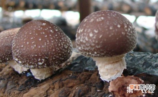 【种植】香菇的种植成本和产出效益分析有哪些？