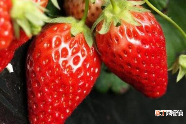 【扦插】草莓怎样扦插有哪些方法？