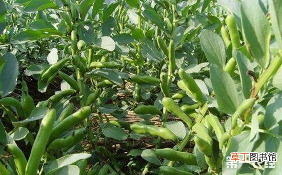 【方法】蚕豆什么时候种植最好？蚕豆的种植时间和方法有哪些？