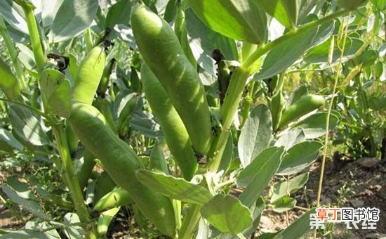 【方法】蚕豆什么时候种植最好？蚕豆的种植时间和方法有哪些？