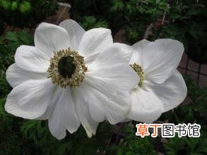 【花盆】银莲花盆栽图片有哪些？