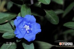 【养殖方法】蓝星花的养殖方法和注意事项介绍有哪些？