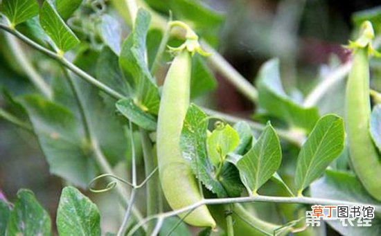 【种类】豌豆的种类有哪些？