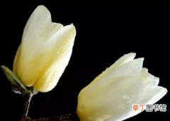 【风水】白兰花的风水作用和禁忌有哪些？