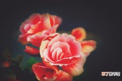 【花】养植丽格海棠的时候出现花蕾掉的情况有哪些解决方法？