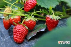 【方法】草莓休眠解决方法有哪些？