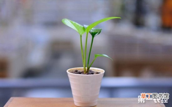 【植物】盆栽植物的养护技巧介绍有哪些？