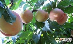 【方法】桃树采果后该如何管理？有哪些方法？