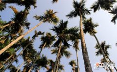 【棕榈树】槟榔树与棕榈树、椰子树的区别有哪些？