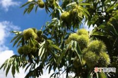 【种植方法】板栗树的种植方法有哪些？