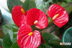 【花】使红掌花繁叶茂的小方法有哪些？