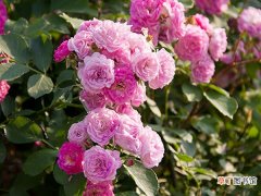 【养殖方法】蔷薇花如何养殖 蔷薇花的养殖方法有哪些？