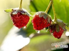 【蓝莓】盆栽蓝莓好种吗盆栽蓝莓种植方法有哪些？