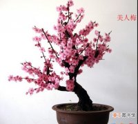 【盆景】榆叶梅盆景图片有哪些？