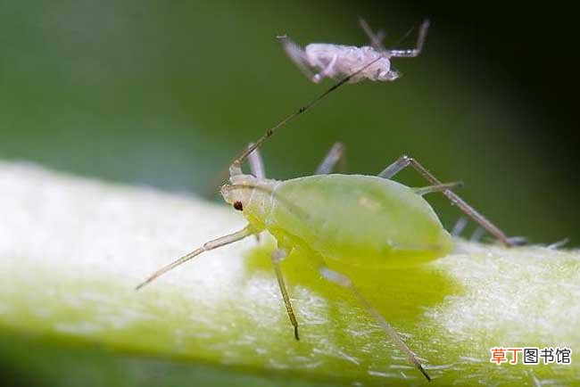【虫害】夹竹桃的虫害防治方法有哪些？