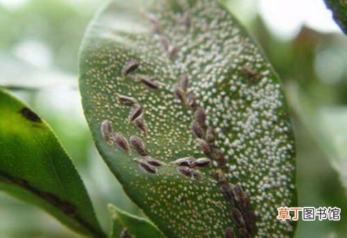 【虫害】夹竹桃的虫害防治方法有哪些？