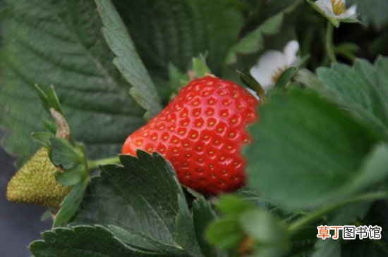 【烂根】草莓烂根的治疗方法有哪些？