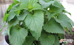 【藿香】盆栽藿香的养殖方法和注意事项有哪些？
