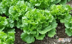 【生长】生菜的生长环境条件介绍有哪些？