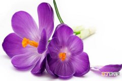 【病虫害】紫番红花的病虫害防治有哪些？