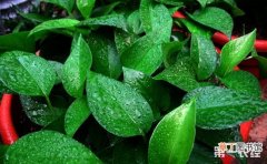 【盆栽】10种常见盆栽植物的浇水要点介绍有哪些？