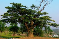 【养殖方法】黄连木的养殖方法及注意事项有哪些？