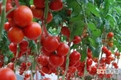 【盆栽】无土栽培盆栽番茄方法有哪些？
