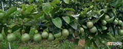【方法】百香果的籽能种吗有哪些方法？
